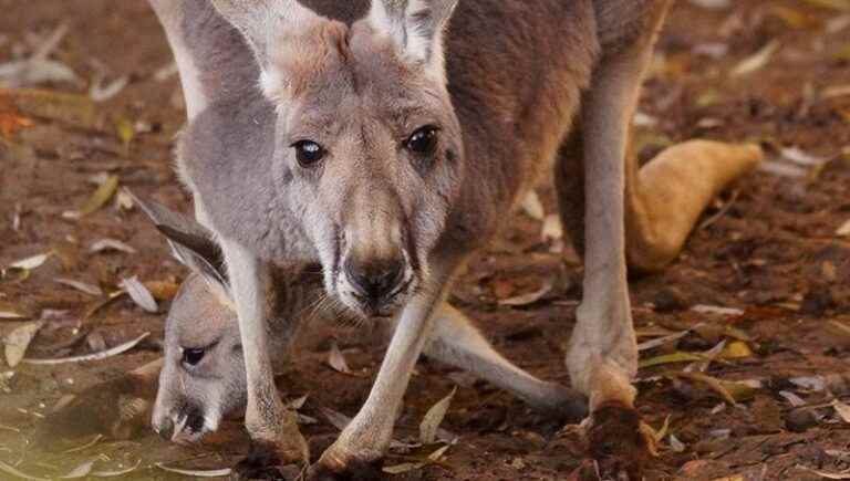 For more than 20 years, we have been able to discover Kangaroos by going to Beauval