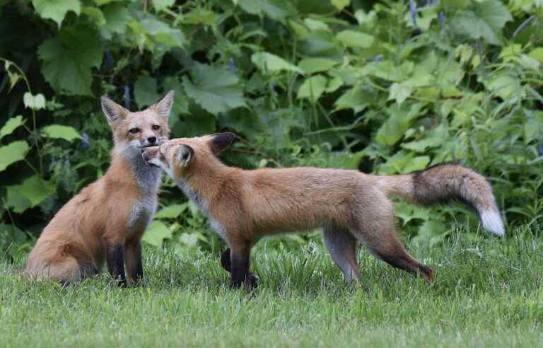 Foxes to observe, but from afar, at the Botanical Garden