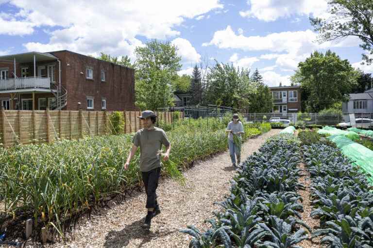 From farm to table… in town!