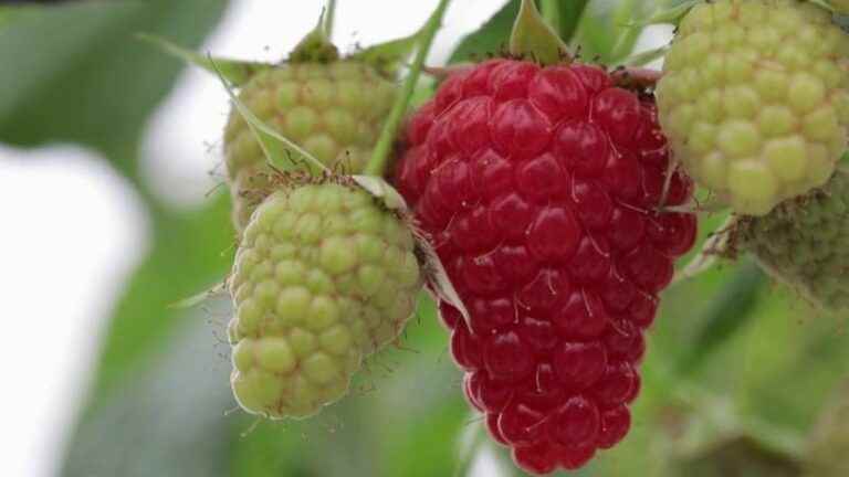 Gastronomy: in the Landes, a raspberry sublimated by a three-starred chef