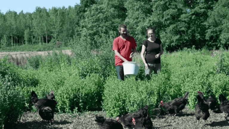 Gauloise noire de Bresse: a chicken breed finally revalued for its eggs