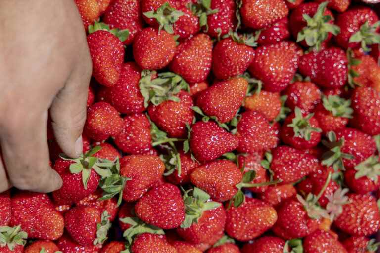 Good year for strawberries… despite a decline in sales