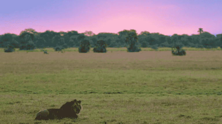 Gorongosa Park, a protected paradise for animals