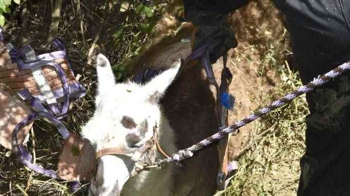 Haute-Garonne firefighters come to the aid of a llama south of Toulouse