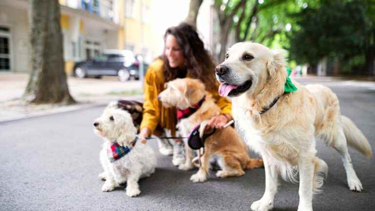 Have your cat or dog looked after when you go on vacation