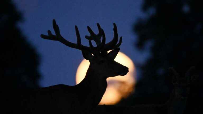 IN IMAGES, IN PICTURES.  From Syria to the United States, the “super-Moon” lit up the night