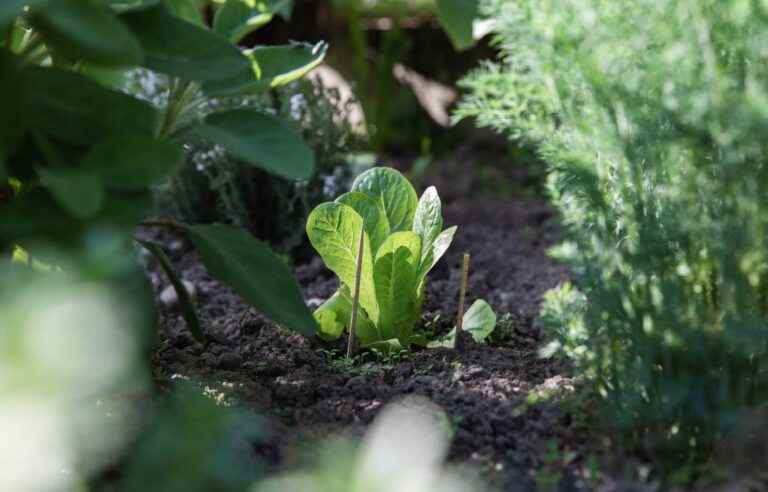 In July, it is late, but not too late to sow in the vegetable garden