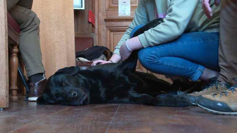 In Lyon, a legal assistance dog to accompany and soothe victims during their testimony