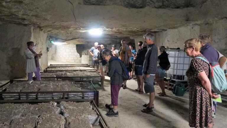 In Montrichard, tourists keep cool in the mushroom farm