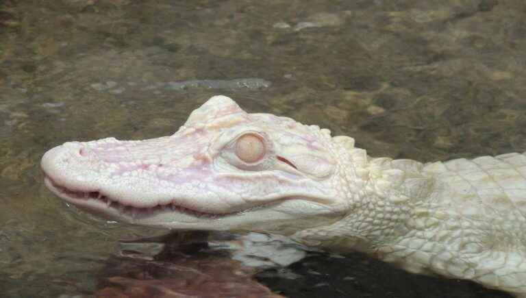 In the Equatorial Dome, the crocodiles are still and intimidating