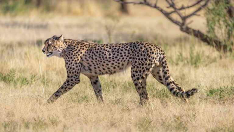 India will reintroduce the cheetah from Africa to “revive the ecological dynamics of the landscape”