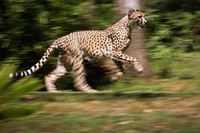 India will reintroduce the cheetah on its territory