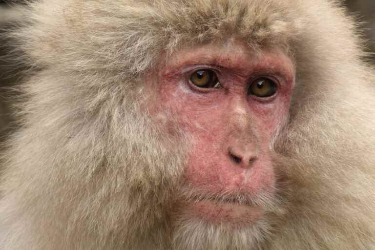 Japan |  Macaque attacks worry the city of Yamaguchi