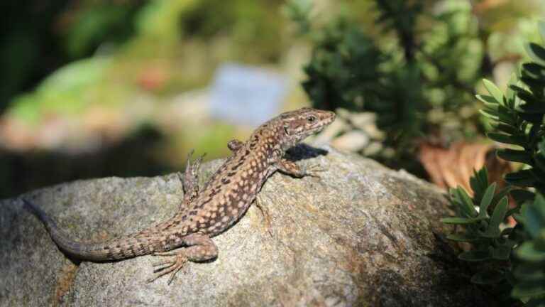 La Salamandre, your summer nature magazine with France Bleu Besançon