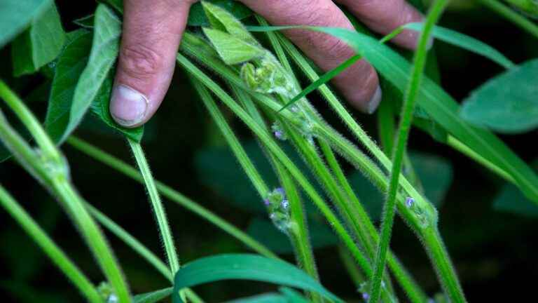 “La Tofuterie”, a site that grows soybeans