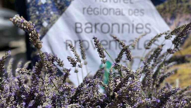 Live from the Grignan Market