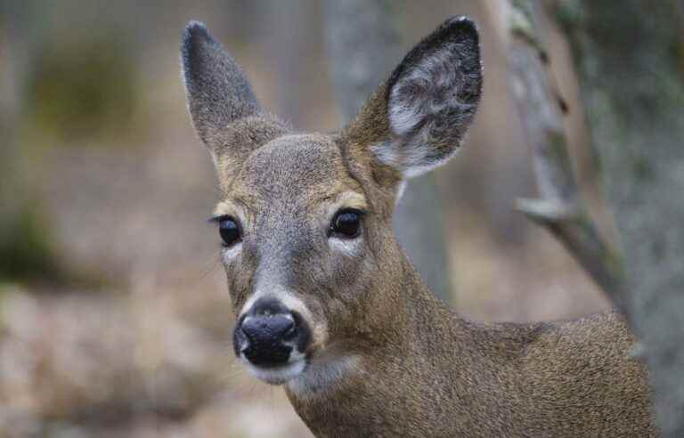 Longueuil will organize hunting sessions to reduce the deer population in Michel-Chartrand Park