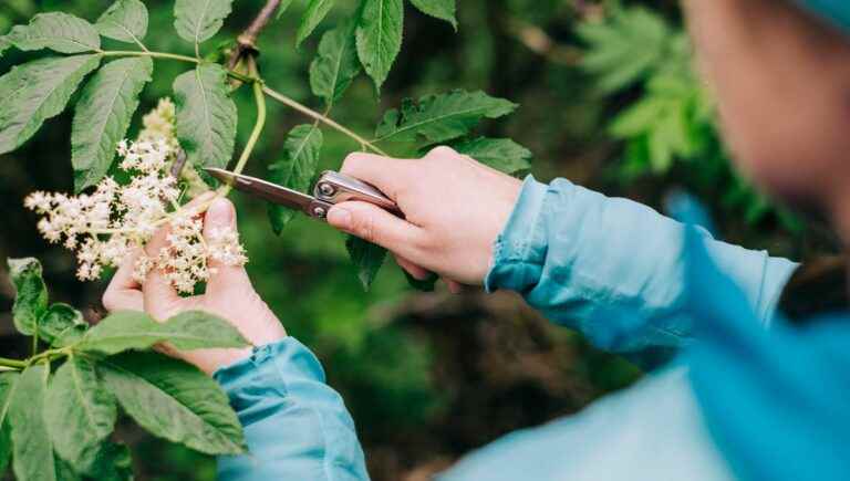 Make your own elderberry champagne