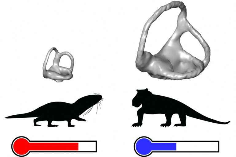 Mammalian ancestors became warm-blooded later than estimated