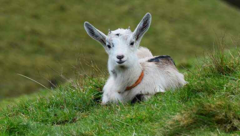 Morgane Laffont, goat breeder in Haute Soule, offers her goat cheeses on the markets of Béarn