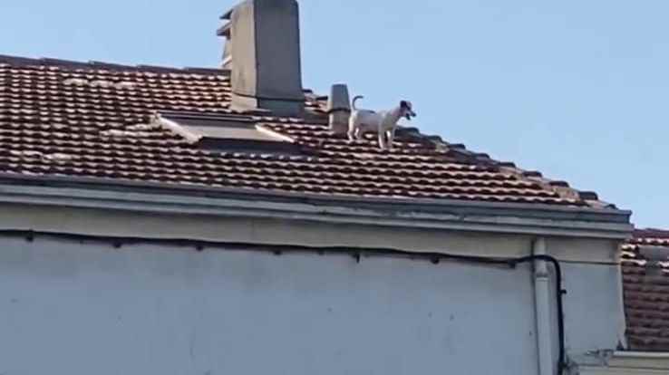 Nine dogs rescued from rooftop in Marseille