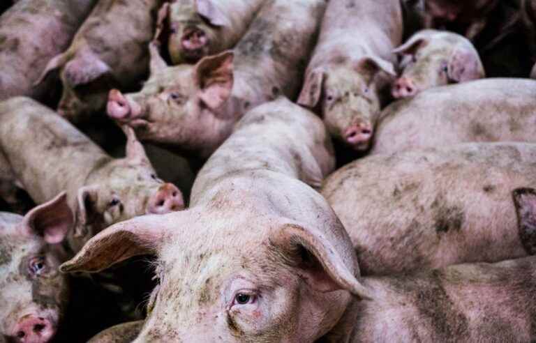 Olymel wants to slaughter more pigs