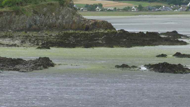 On Breton beaches, sensors to measure the toxicity of green algae