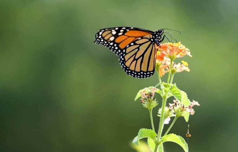 [Opinion] The field of monarchs, a symptom of federal nonchalance