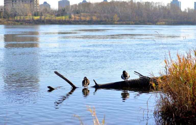 [Opinion] ​Cap on the river series |  The St. Lawrence, our pride or our sewer?