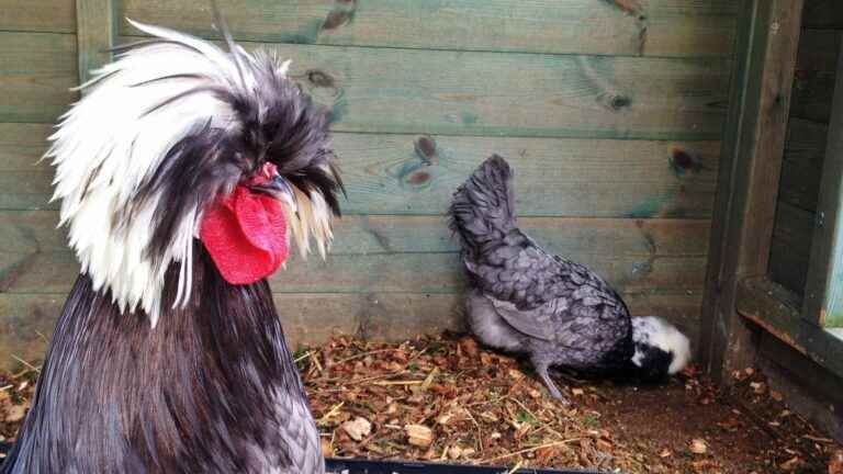 Ornamental hens.  Which breeds to welcome in the garden?