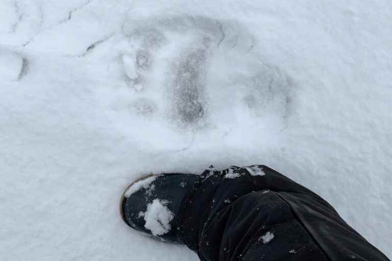 Polar bear killed in Gaspésie |  “We were lucky that nothing happened before”