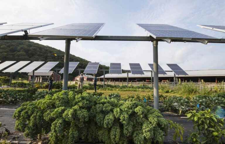 Produce food under the shade of solar panels