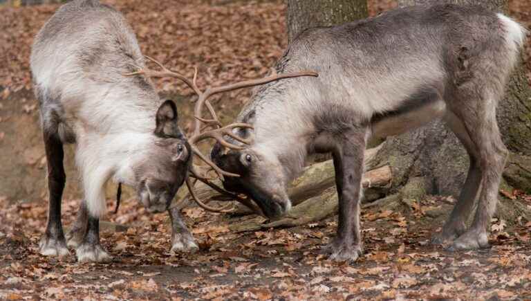 Reindeer