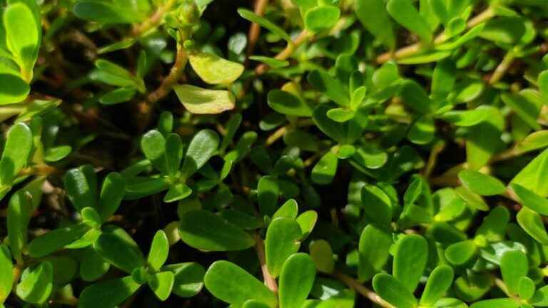 Revive purslane in your kitchen