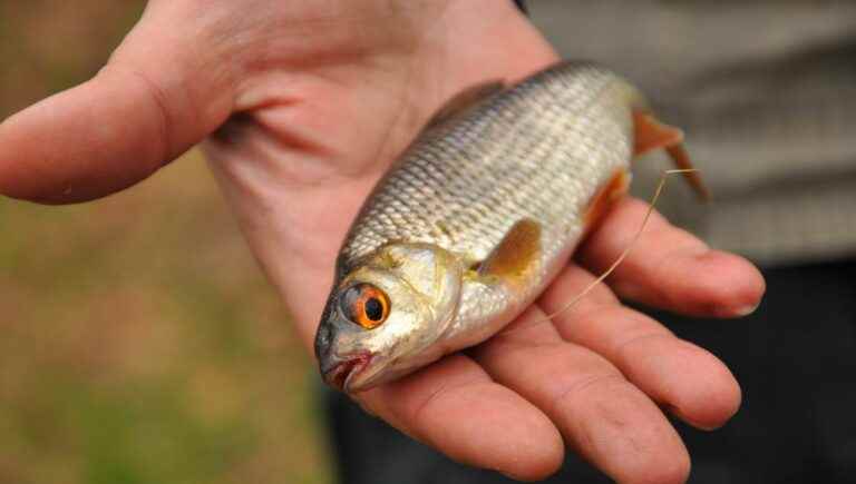 Roach fishing in the Charente river