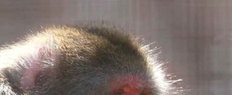 Serial macaque attacks in Japan: one of the monkeys captured and killed