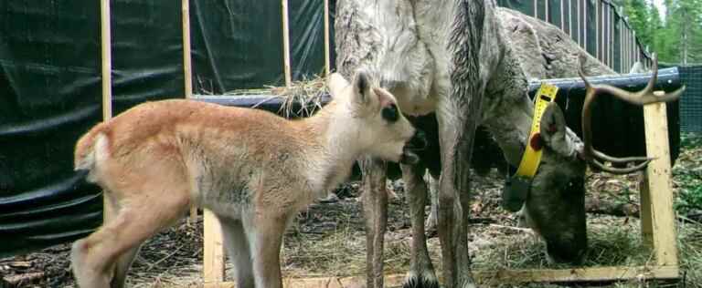 Seven woodland caribou were born in captivity in 2022