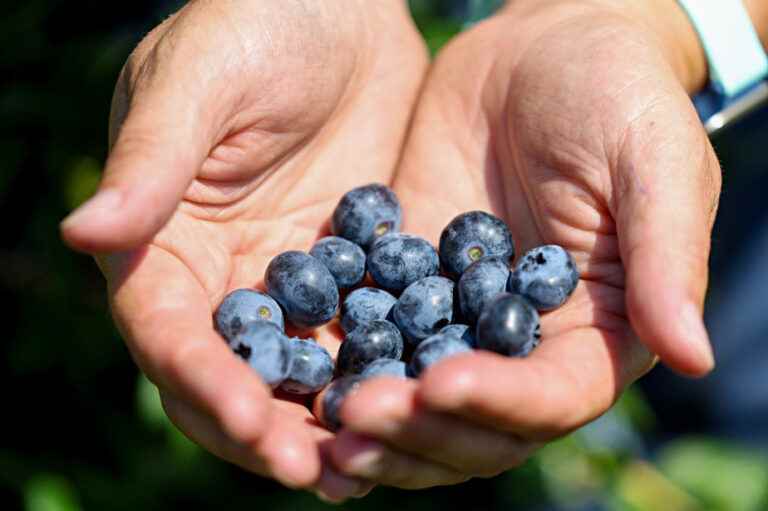 Stock up on blueberries!  |  The Press