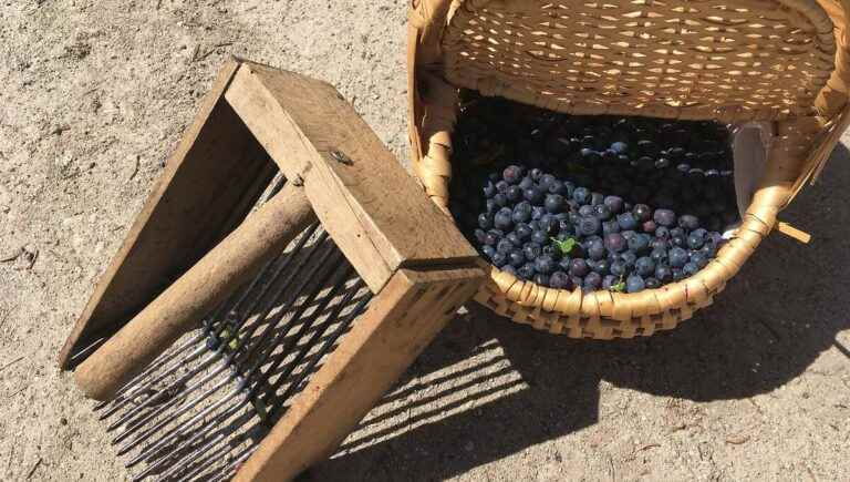 Summer cuisine: blueberries and chocolate