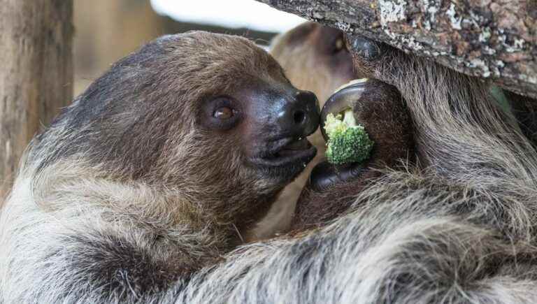 The 2-toed sloth