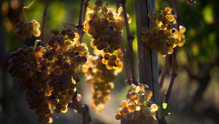 The Ardèche, a very rich culinary heritage