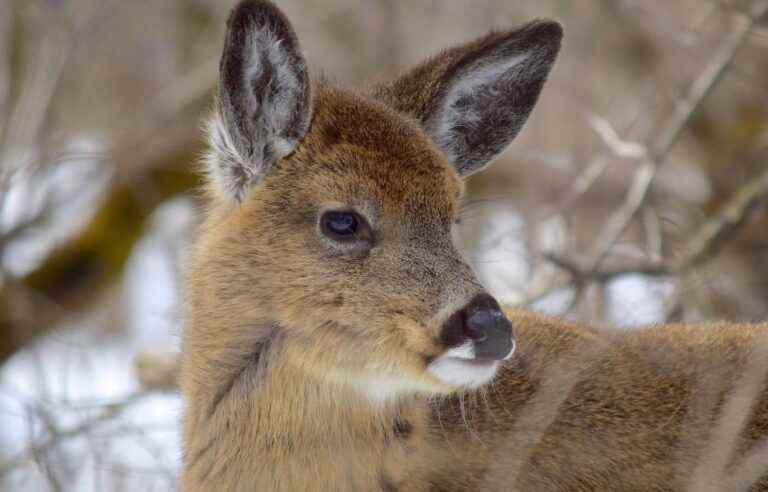 The Michel-Chartrand Park deer slaughter project is suspended