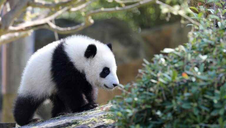 The Panda Twins will celebrate their first birthday in 15 days