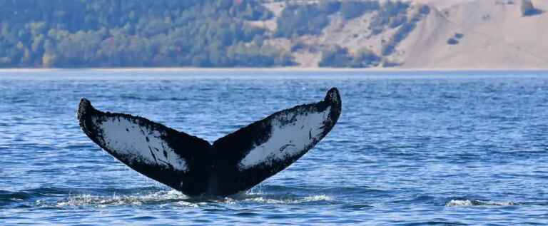 The Saguenay–St. Lawrence Marine Park: the destination par excellence for whale watching