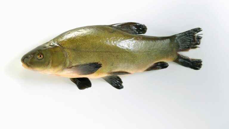 The Tench