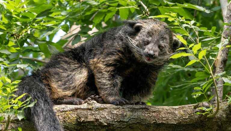 The binturong