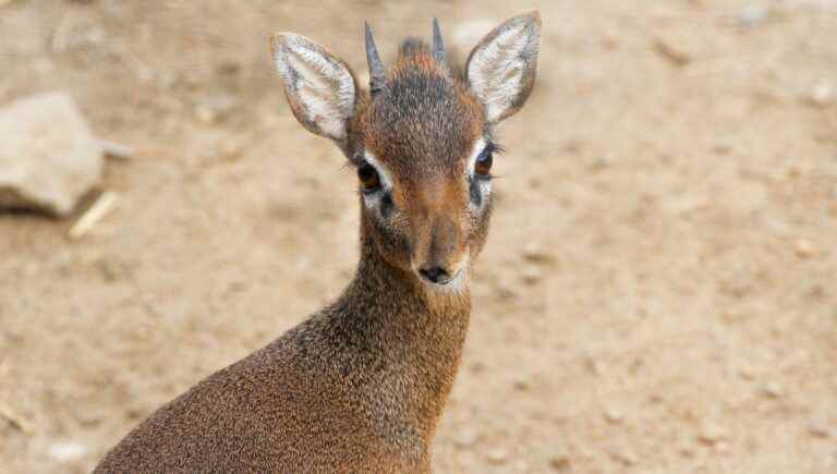 The dik dik