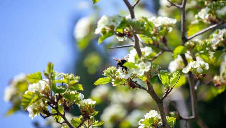 The hidden power of trees: hawthorn