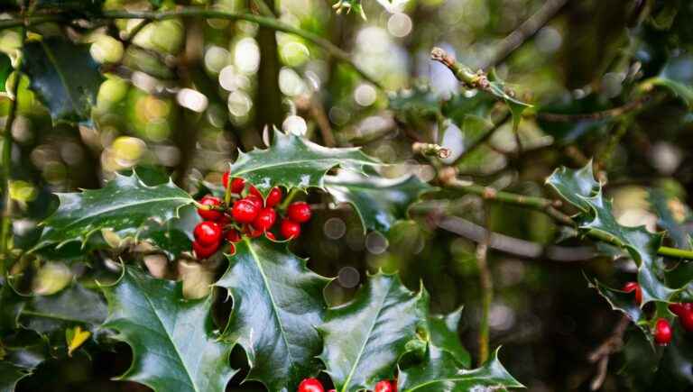 The hidden power of trees: holly