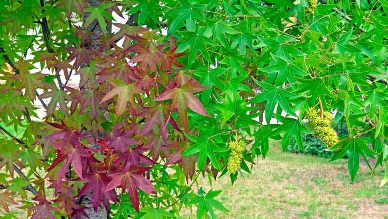 The hidden power of trees: liquidambar